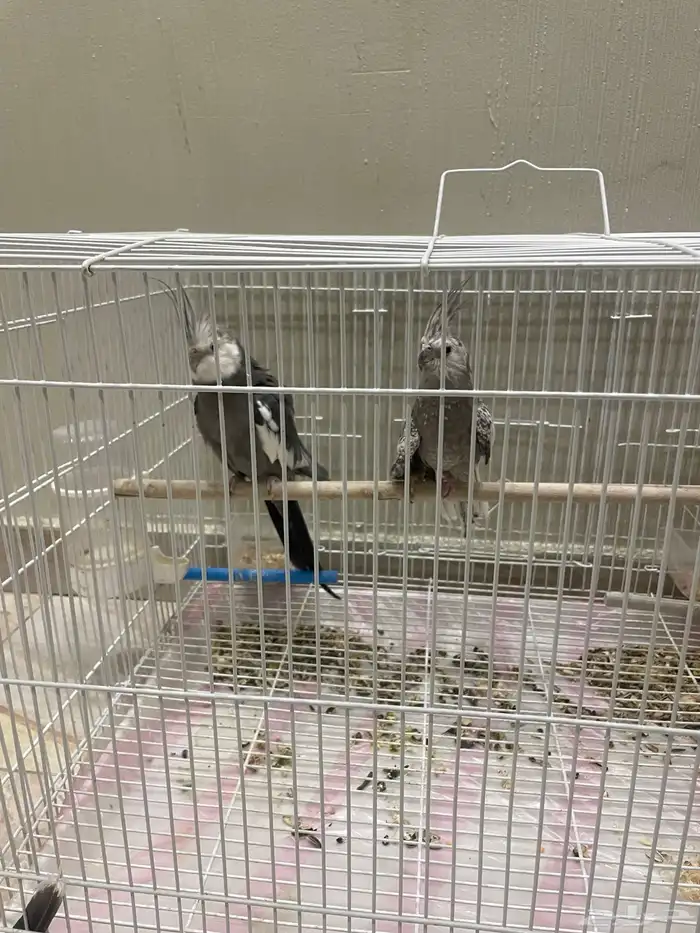 جوز كروان البيع مستعجل 0