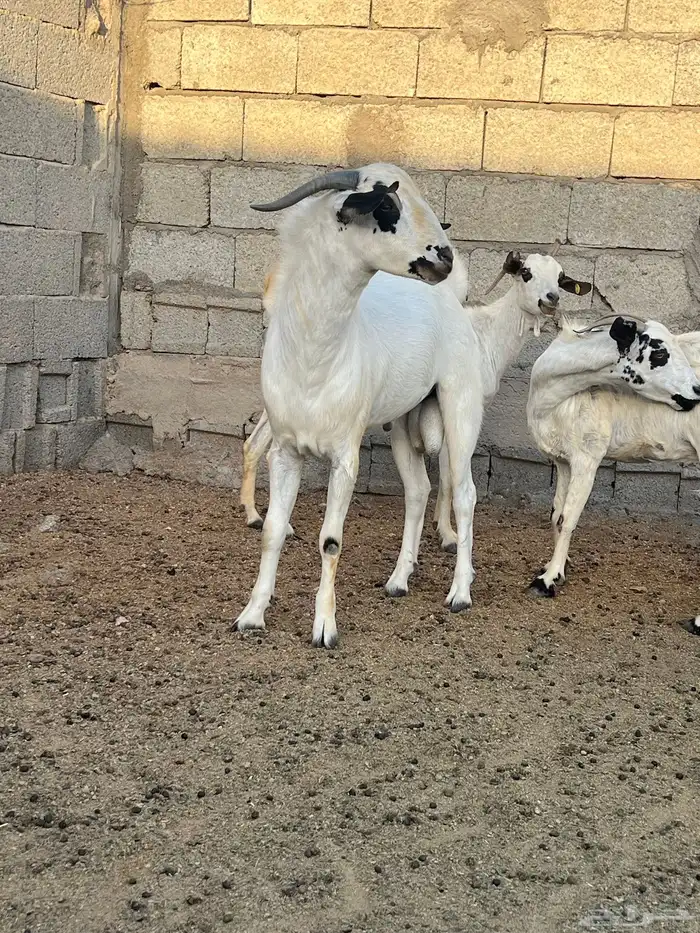تيس بيشي ثني حار 0