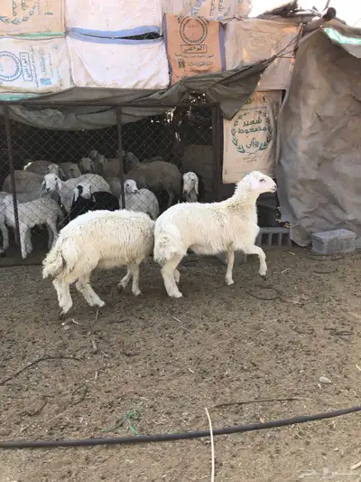 طليان فل الفل شحم ذبايح رمضان من مراح في الديره 0
