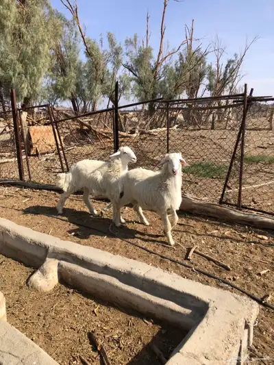 طليان فل الفل شحم ذبايح رمضان من مراح في الديره 11