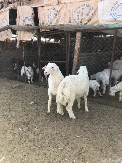 طليان فل الفل شحم ذبايح رمضان من مراح في الديره 8