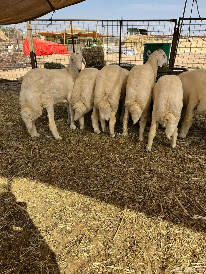 طليان حري جميع المقاسات نظيف ماشاء الله تبارك الله 1