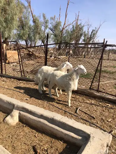 طليان فل الفل شحم ذبايح رمضان من مراح في الديره 9