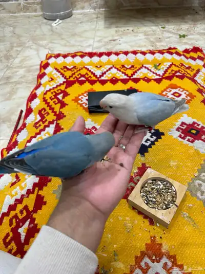 روز 0