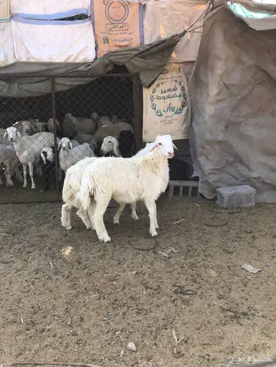 طليان فل الفل شحم ذبايح رمضان من مراح في الديره 1