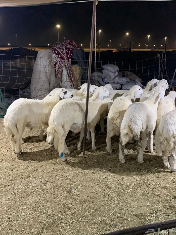 حري ذبايح ثلاجه ذبائح مناسبات يوجد صلخ وتقطيع وتوصيل 4