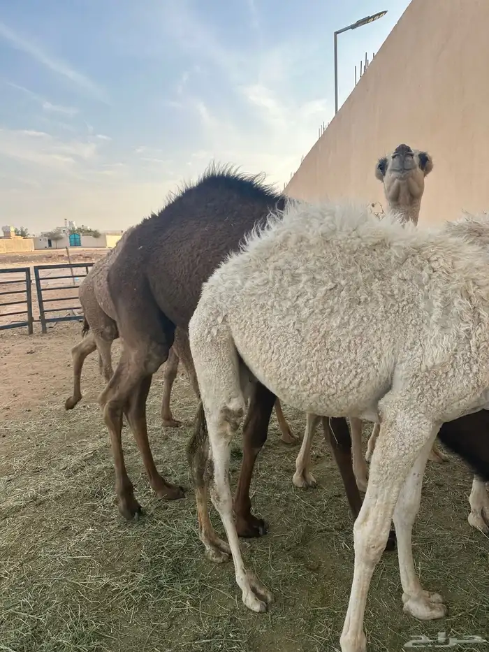 قعدان مفاريد 3