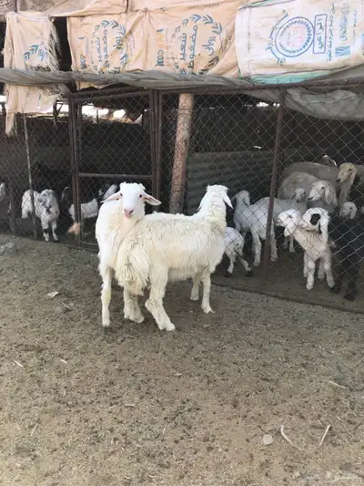 طليان فل الفل شحم ذبايح رمضان من مراح في الديره 6