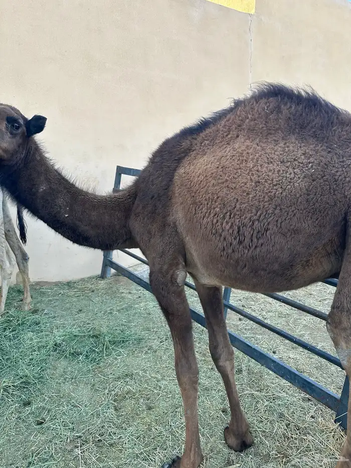 قعدان مفاريد 4