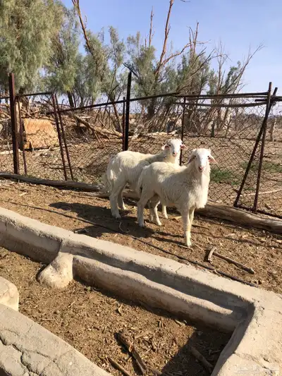 طليان فل الفل شحم ذبايح رمضان من مراح في الديره 13