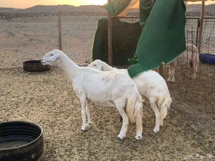 ضان للبيع 1