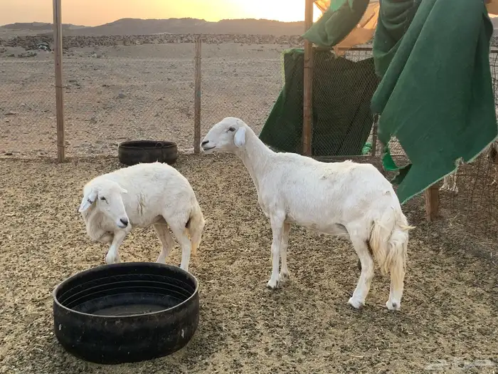 ضان للبيع 2