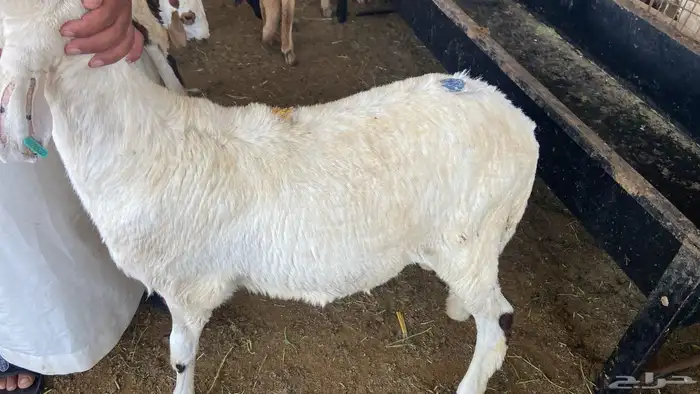 سواكني تربيه من المزرعه لباب بيتك 9