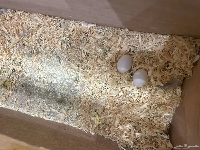 جوز كروان البيع مستعجل 3