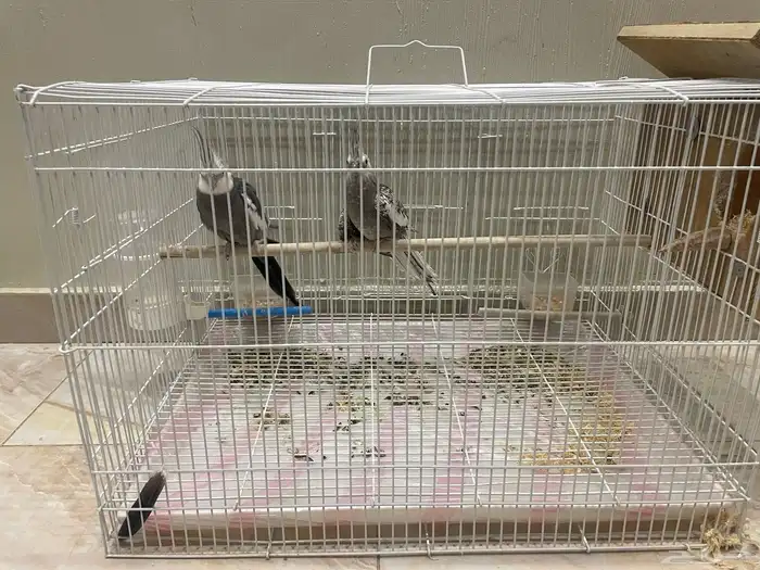 جوز كروان البيع مستعجل 2