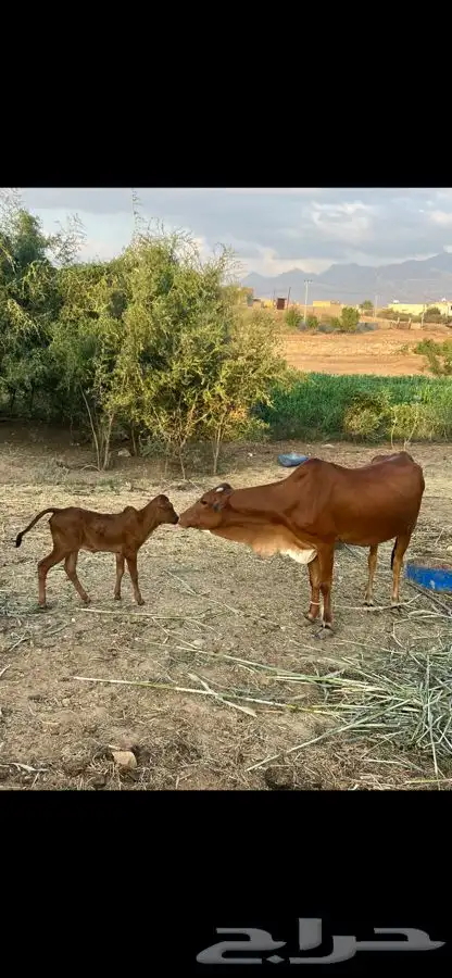 بقره منتوجه للبيع. تم البيع 10