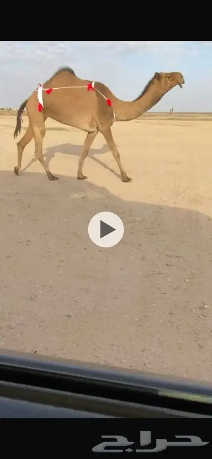 لقحات صفر وضريبه 2