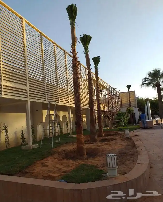 نخل للبيع 5