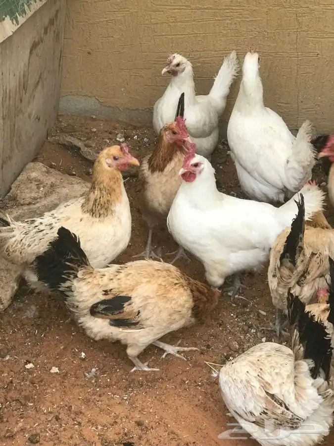 للبيع دجاج وديك عدد 12 لون فواتح 4