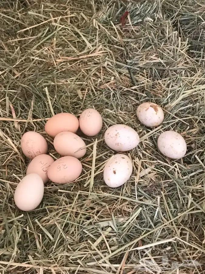 للبيع دجاج وديك عدد 12 لون فواتح 3