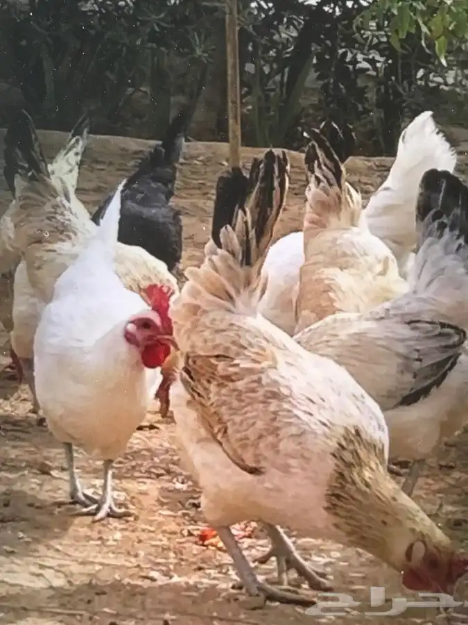للبيع دجاج وديك عدد 12 لون فواتح 5
