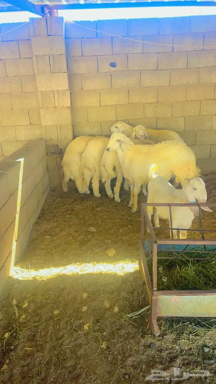 طليان حريات جبره للثلاجة والمناسبات 5