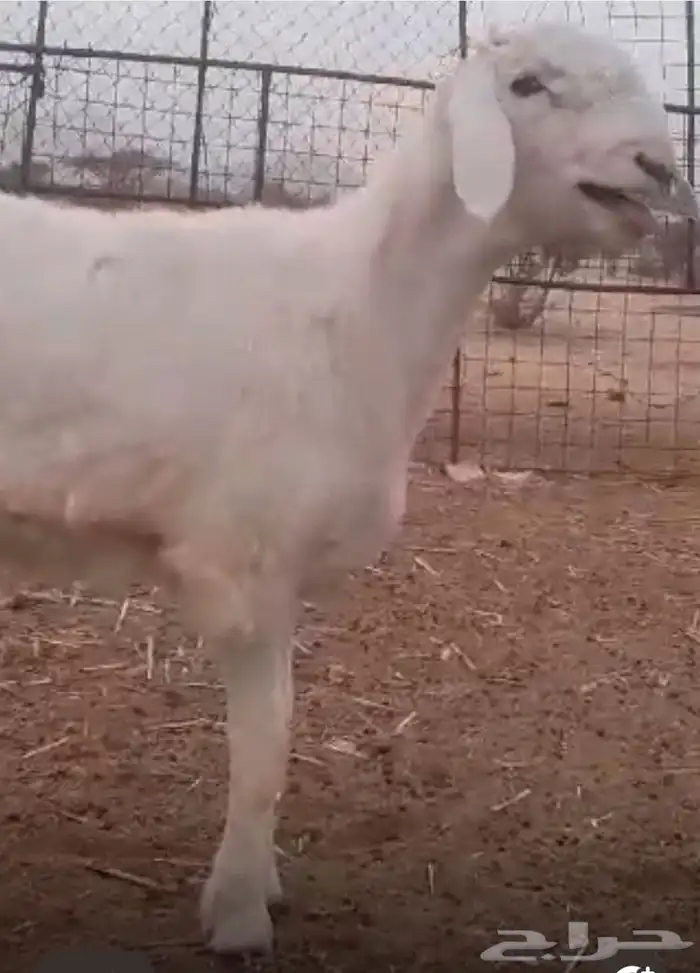 مشروع فحل حري صنف 6