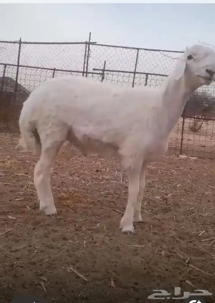مشروع فحل حري صنف 4