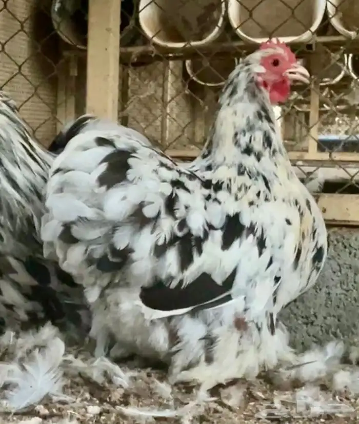دجاج كوشن القزم فاخر ( تم البيع) 2