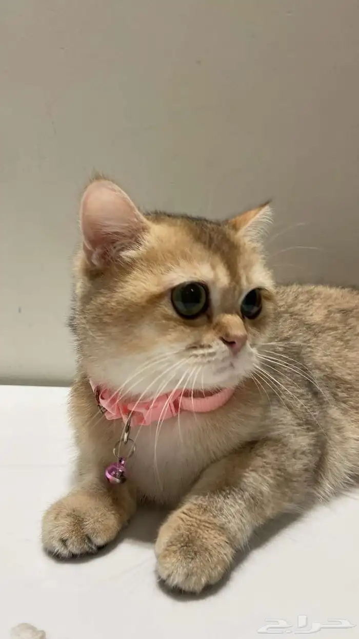قطه أنثى سكوتش ستريت طالبه تزاوج 0