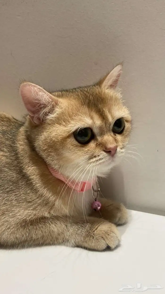 قطه أنثى سكوتش ستريت طالبه تزاوج 1