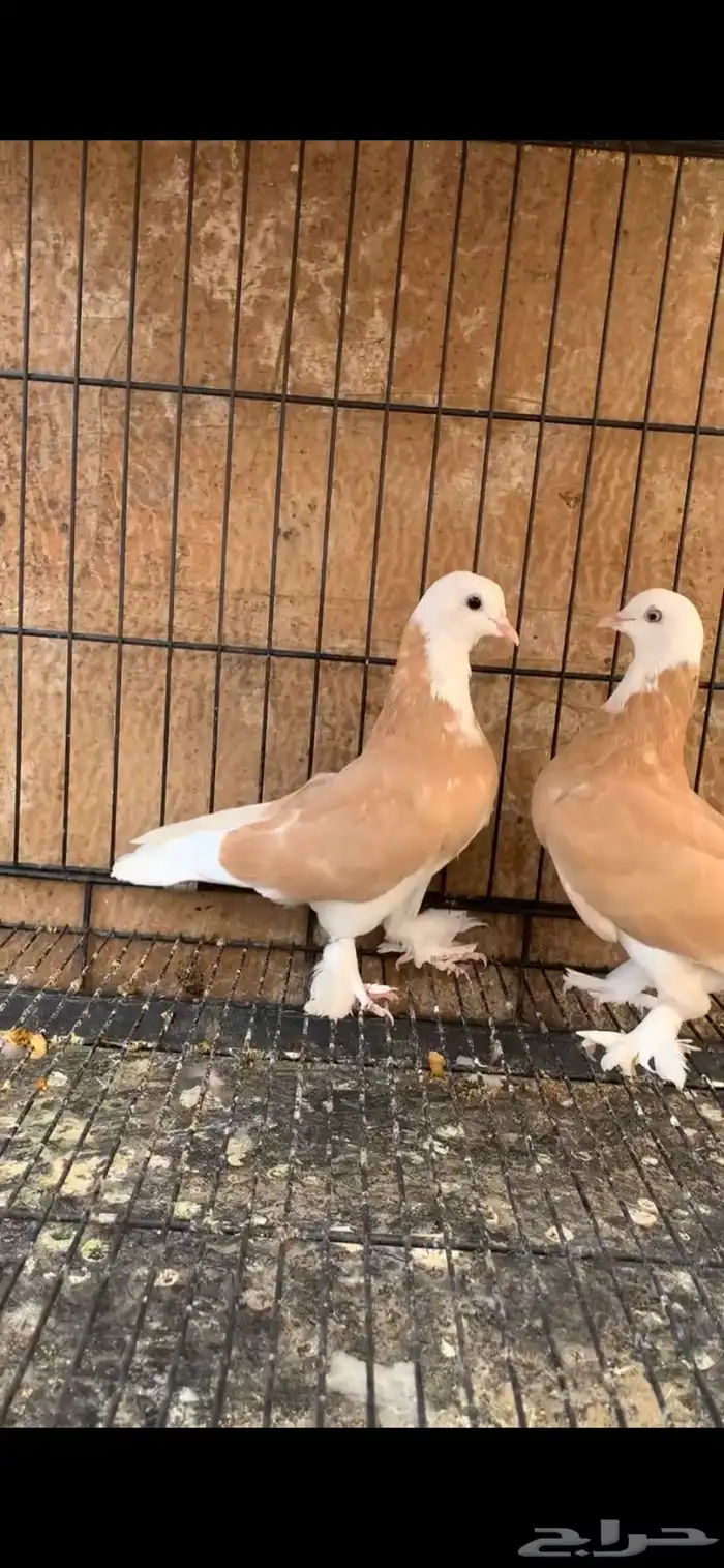 حمام دونك قلاب 3