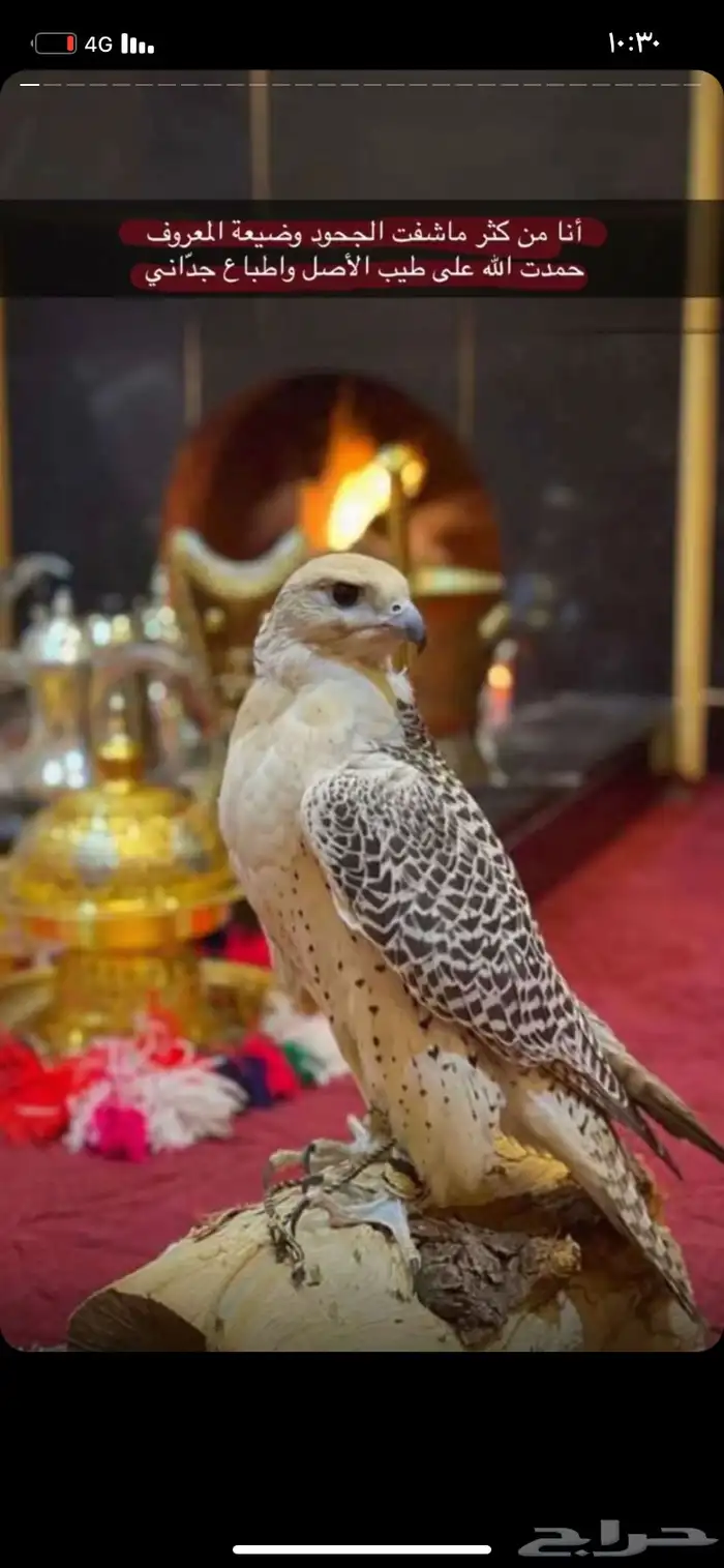 صقور يوم التأسيس والاحتفالات الوطنيه 0