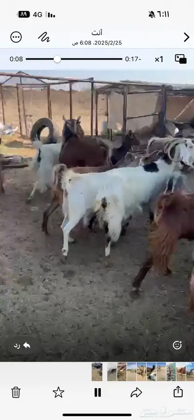معزاء مراح واحد للبيع 0