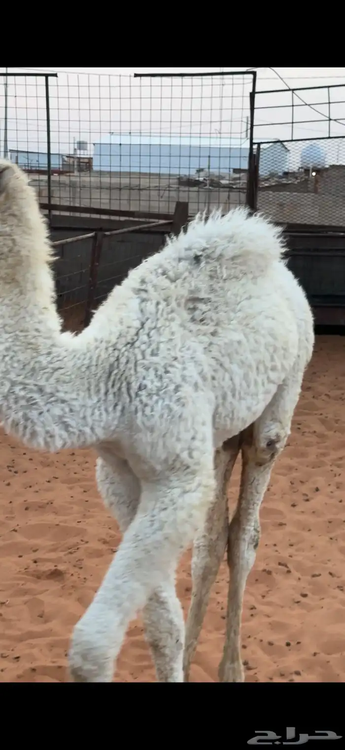 حيران بالمجمعة 1