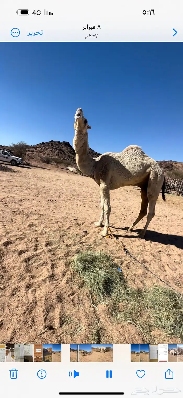 بعيراشقح فحل جمل للبيع السن رباع مشروط باتلي جنوب بيشه 1