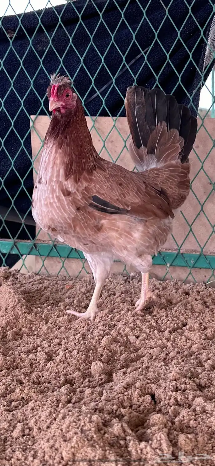 دجاج عربي ترثة 2