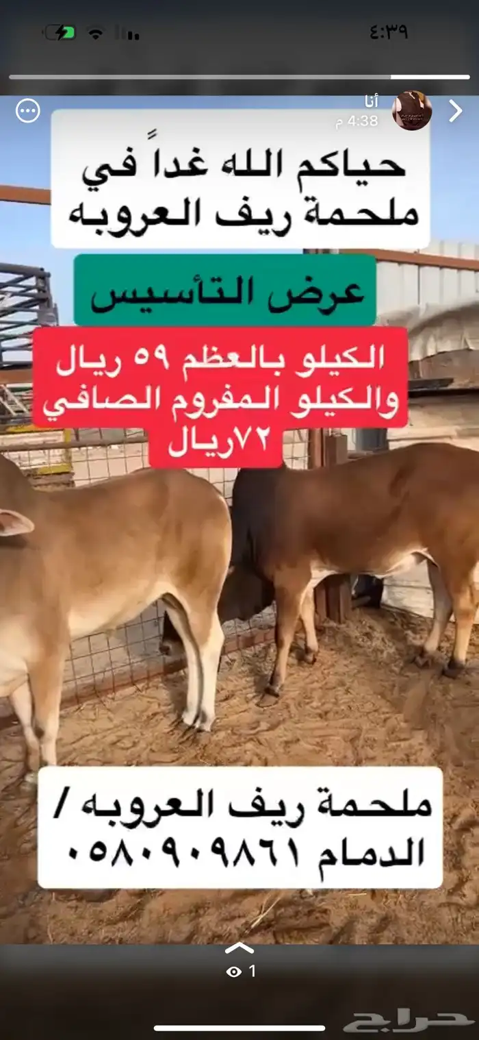 حسلان وعجول بلدي 0