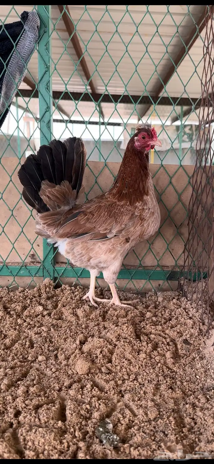 دجاج عربي ترثة 0