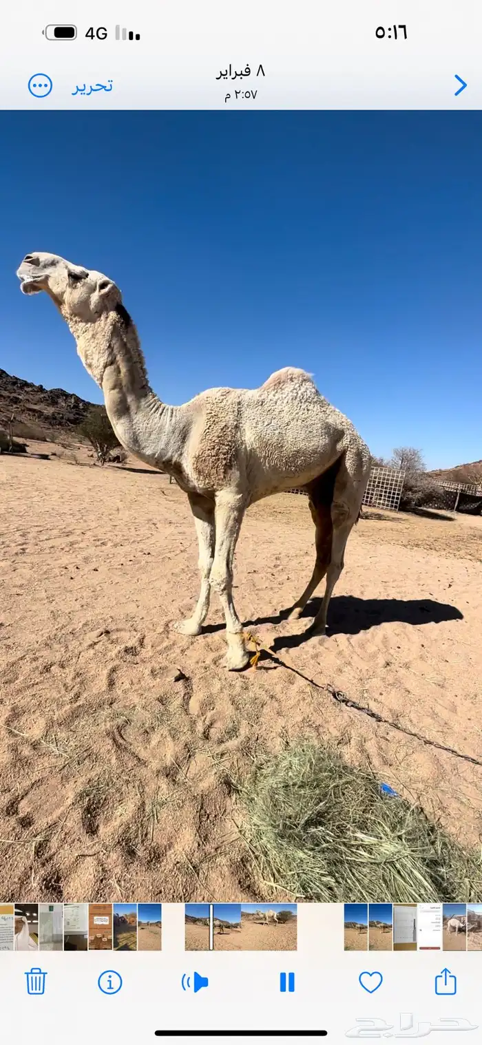 بعيراشقح فحل جمل للبيع السن رباع مشروط باتلي جنوب بيشه 2