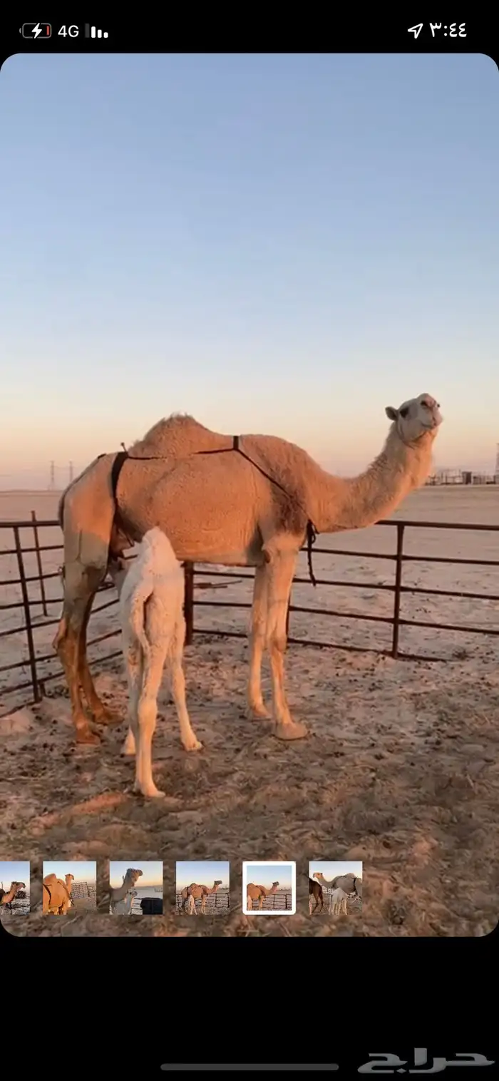 خلفات 3