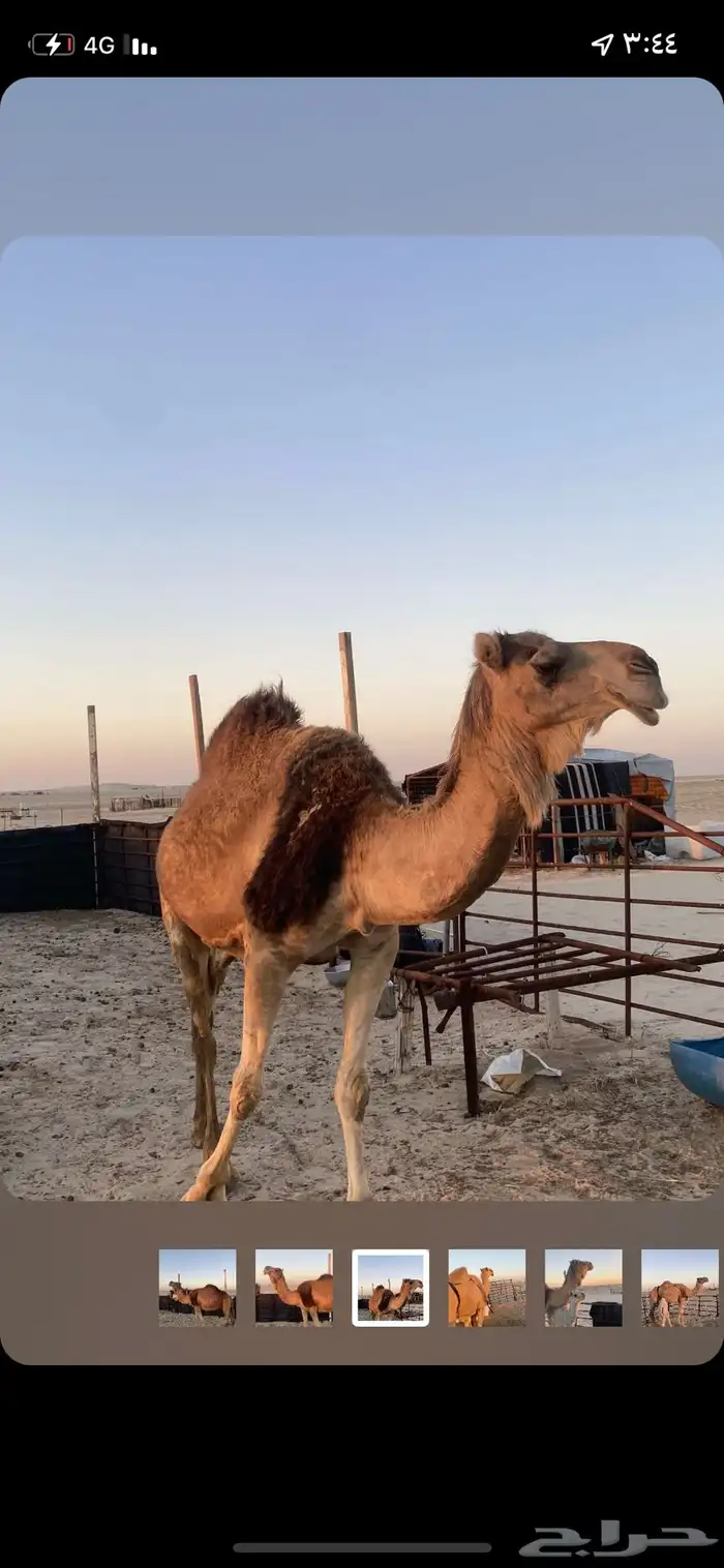 خلفات 1