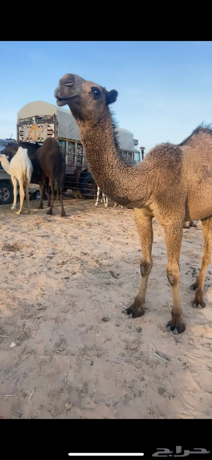 فحل دبياني ولد العبيده القعود طالع من ابل الدبيان 1