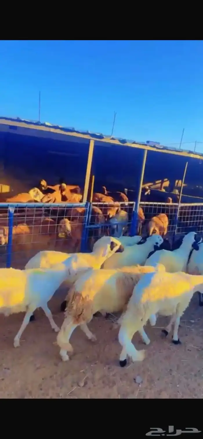 طليان حريات جبره للثلاجة والمناسبات 8