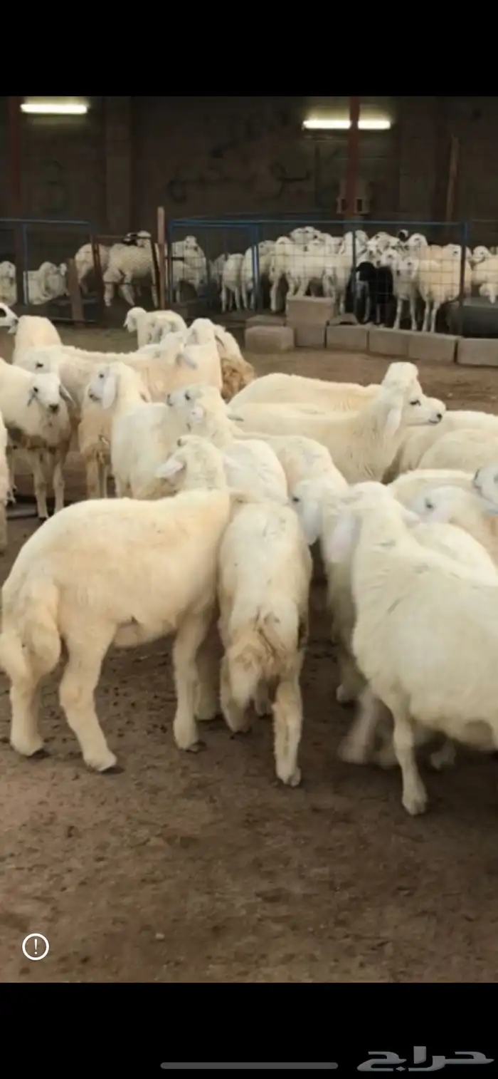 طليان حريات جبره للثلاجة والمناسبات 4