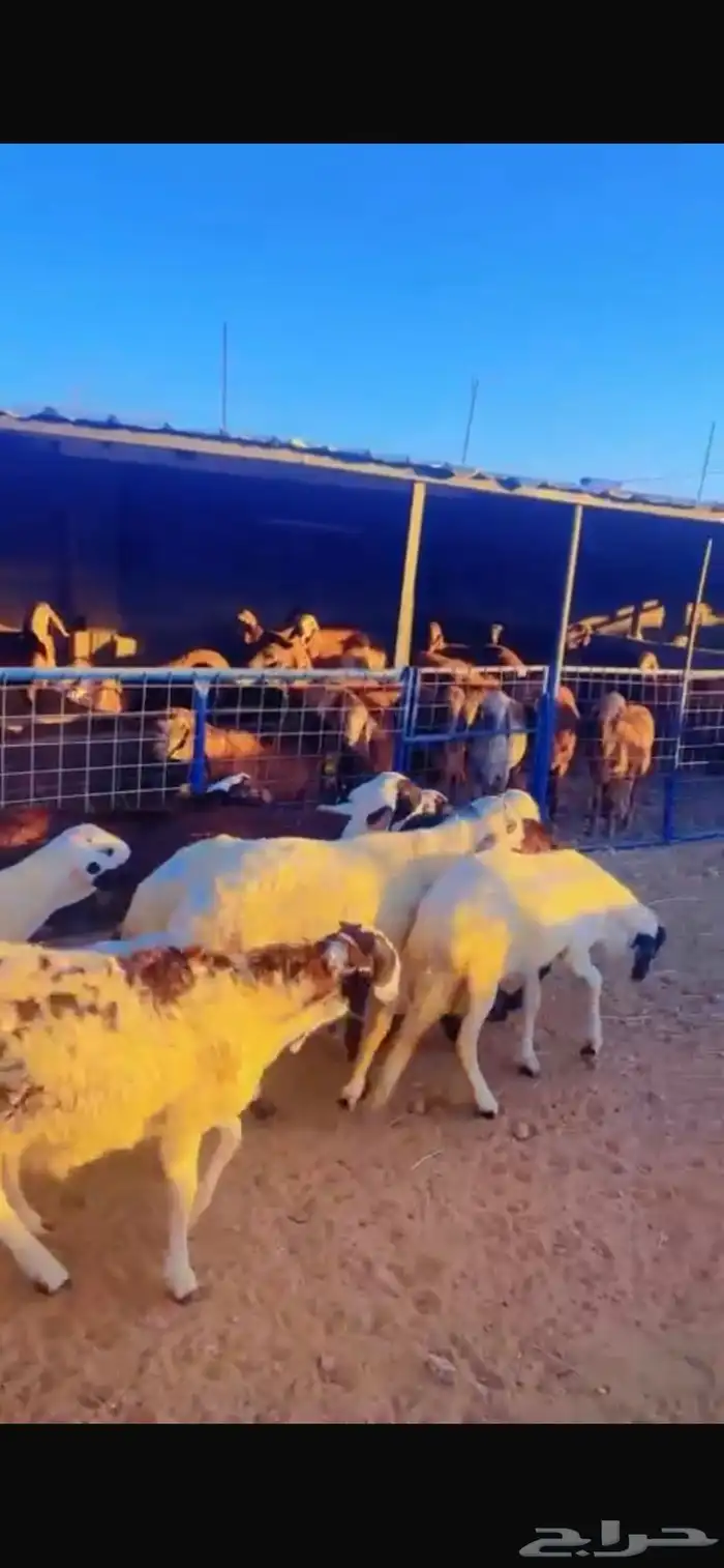 طليان حريات جبره للثلاجة والمناسبات 6