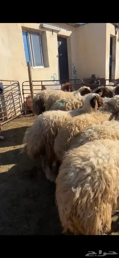 خرفان وقراقير 3