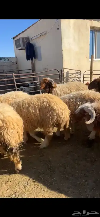 خرفان وقراقير 1