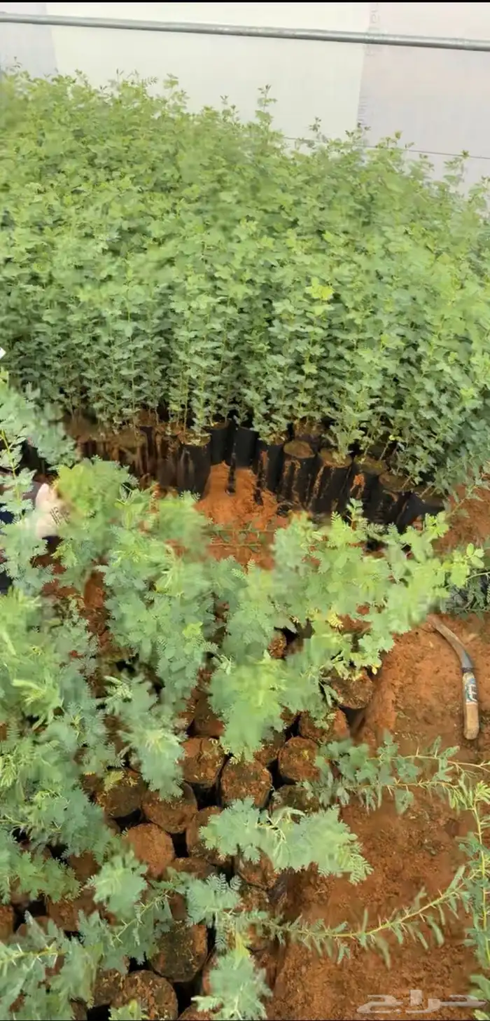 اشجار شتلات قرض افريقي و طلحيات بانواعها و سدر واشجار زينه 1