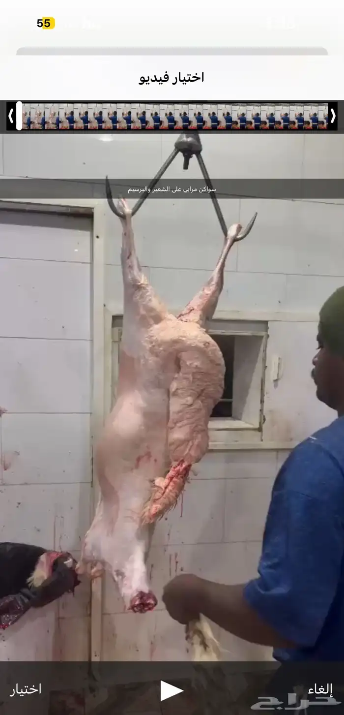 ذبايح شمال السلخ وتوصيل و التكيس 7